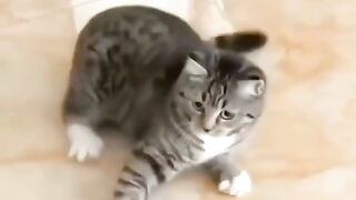 Kalakuan kucing