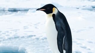 This Penguin Found Something Very Strange…