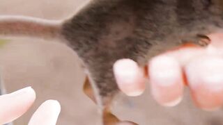 What Is A Jerboa? 🤔