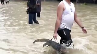 Dapat tangkapan Biawak