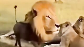 🦁 The King of the Savannah in Action!