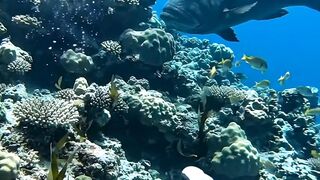 A Giant Fish Suddenly Appeared Beside My Camera! 😳🐟