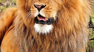 The King of the Jungle 2
