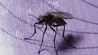 মশার নাচ