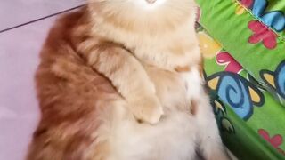 Cat 🐈🐈🐈 2