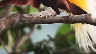 Alam Papua