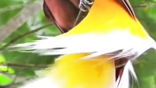 Burung Cendrwasih