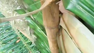 Memanen madu alam