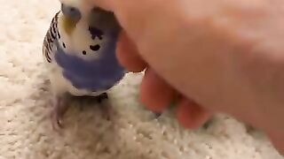 Cutest parrots