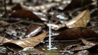 Rain in the Tropical Rainforest | Peaceful Forest Rain Sounds for Relaxation and Sleep