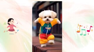Cachorros dançante A pista de dança é deles!