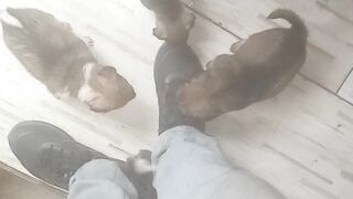 VERMES CACHORRINHOS ESTAVAM CHEIOS