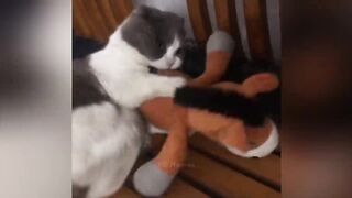 GATOS APRONTANO