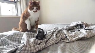 GATOS A SUSTA