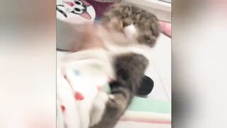 OLHA AI GATOS BRAVOS