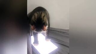GATO BRINCANO COM CELULAR