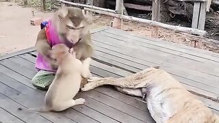 🐒🐶 Monkey & Dog’s Hilarious Friendship – Funniest Animal Moments!