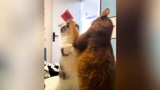 VEJÁ GATOS BRIGANO