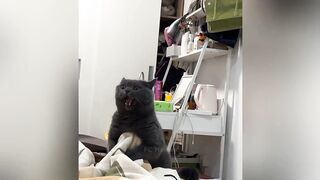 GATO MUITO ESTREÇADO