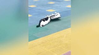 GATO MALUCO