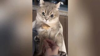 VEJÁ QUE TOP GATOS MUITO ENGRAÇADOS