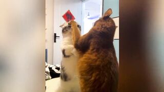 CACHORRO BRINCANO COM O GATO