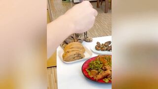 GATO ESTÁ COM FOME