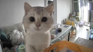 GATO MUITO CORIOSO