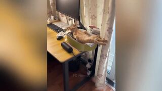 OLHA AI A FOLGA DO GATO