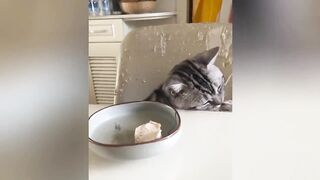 VEJÁ GATO ROBANO