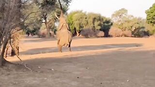 Elephants can stand up too. 👍👍