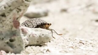 The strangest ways crabs swap shells