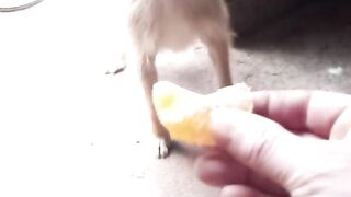 Cachorro prefere frutas do que raçao