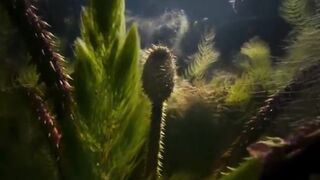 The giant water lily is VICIOUS! 😱