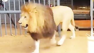 Lion vs. Man / 狮子大战人类