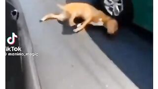 Vamos rir, o cachorro que viu a vida a passar pelos olhos