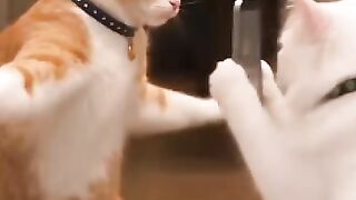 Cat Photographer & The Dance Star