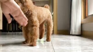 My Poodle Tried Dumplings for the First Time and LOVED It!