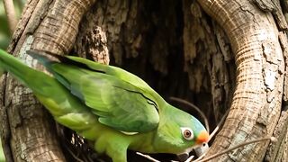 Burung beo membuat sarang