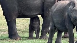 The elephant family is absolutely overjoyed.
