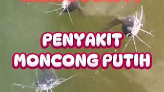 Cara mengobati penyakit moncong putih pada ikan lele