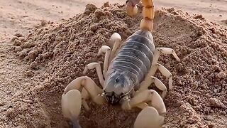 The process of a mother scorpion laying eggs in fine sand.