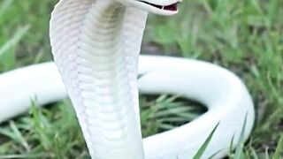 The King Cobra in the wild is truly beautiful and magnificent.