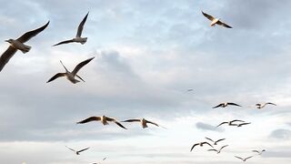 seagulls flying