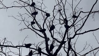 mysterious birds