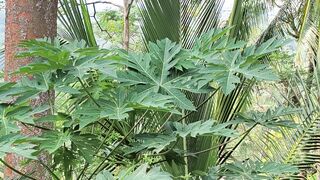 papaya leaves