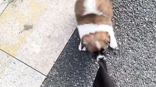 This Tiny Puppy Followed Me Everywhere… So Adorable! 😂❤️