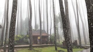 Pine forest