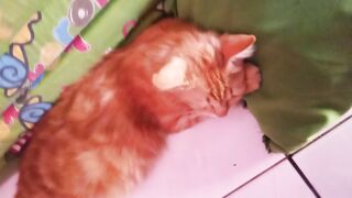 🐈🐈 kucing