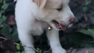cute puppy 4